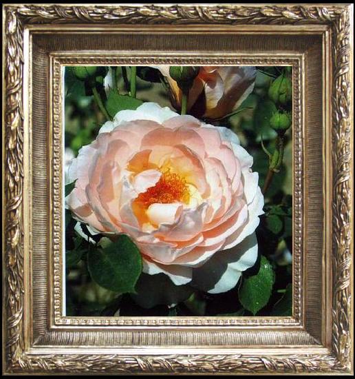framed  unknow artist Still life floral, all kinds of reality flowers oil painting  350, Ta021s